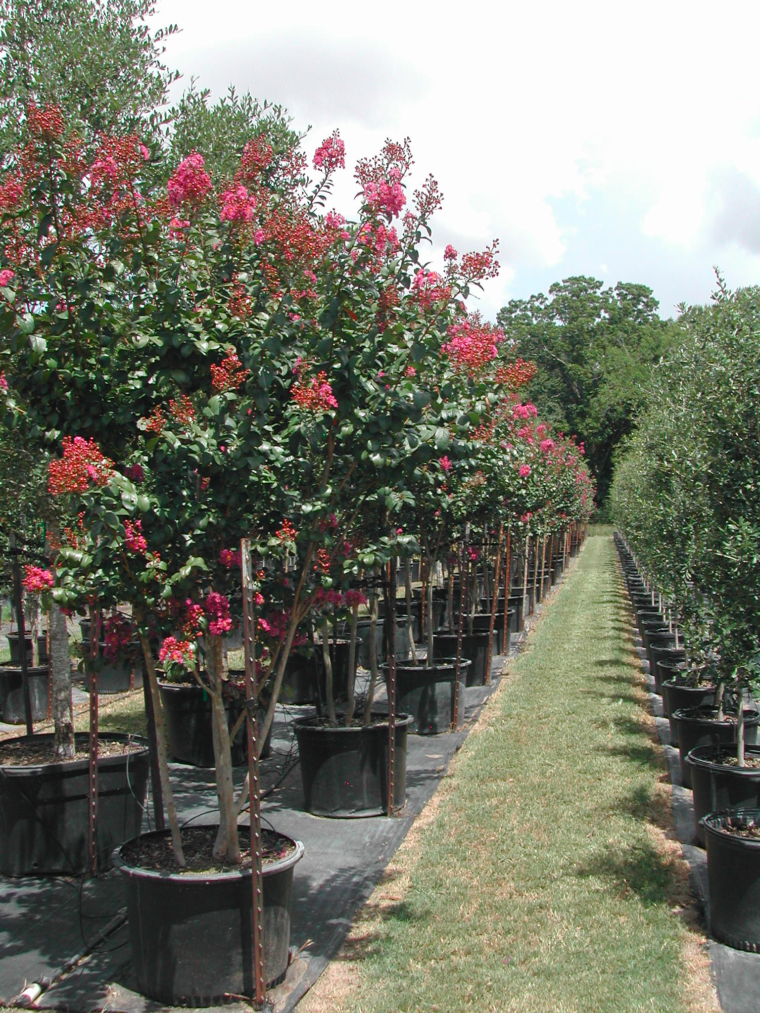 Tree Nursery Bill Bownds Nursery Home Houston Live Oaks, Holly